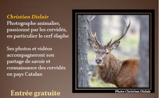 You are currently viewing LES CERVIDÉS EN PAYS CATALAN